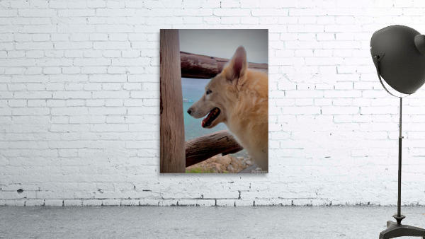 Beatiful White Dog Looking at the Sea Wall Preview