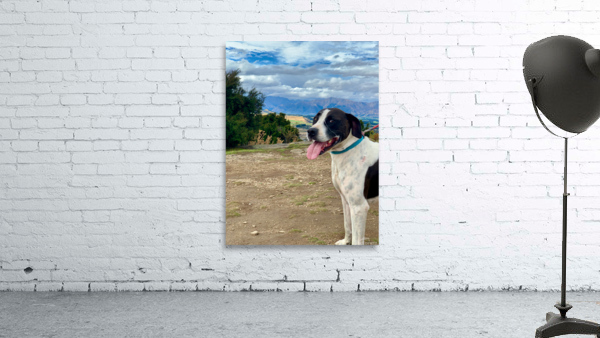 Dog on Mount Iron New Zealand Wall Preview