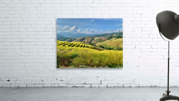 Amazing Rice Fields Wall Preview