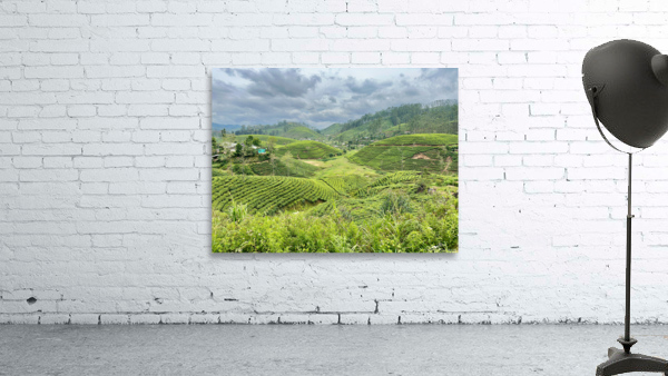 Tea Plantation Hills Wall Preview