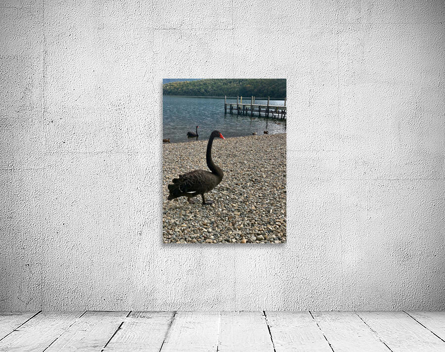 Black Swan by the Lake Wall Preview