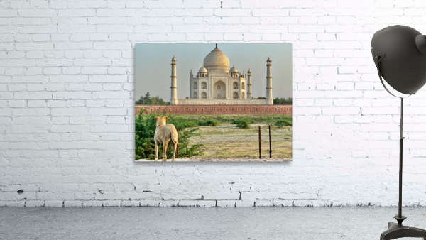 The Taj Mahal Collection 9 Wall Preview