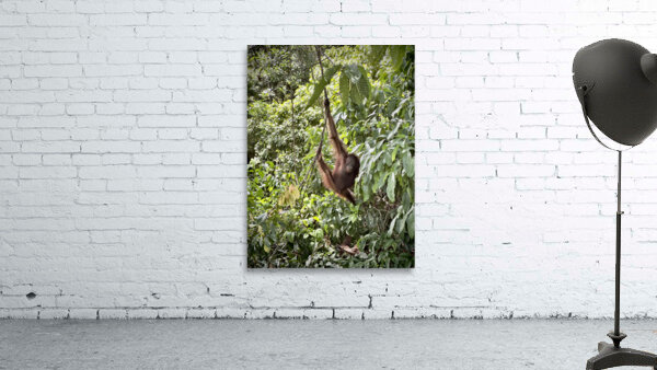 Kabili Sepilok Forest Reserve Orangutans 1 Wall Preview