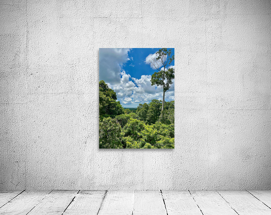 Kabili Sepilok Forest Reserve 1 Wall Preview