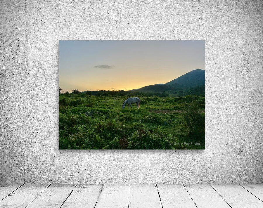 A Horse at Sunrise Jeju South Korea Wall Preview