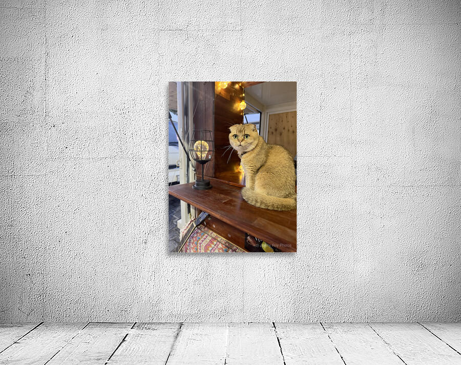 Cuty Cat Jeju South Korea Wall Preview