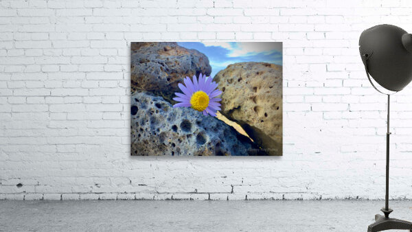 Flower on the Rocks Udo South Korea Wall Preview