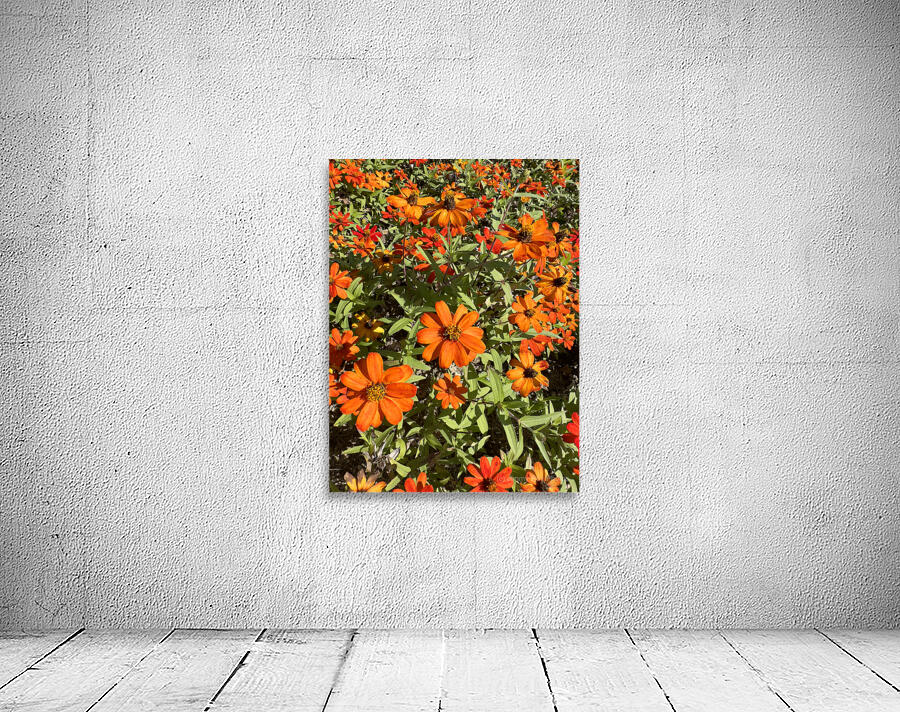 Orange Flowers Seoul South Korea Wall Preview
