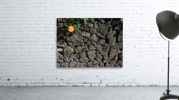 The Black Wall and the Orange Flower Jeju Korea Wall Preview