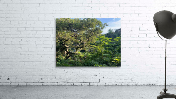 Around Jeju City South Korea 8 Wall Preview