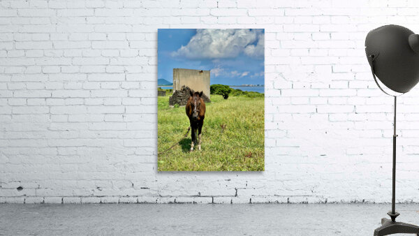 Seopjikoji Jeju South Korea 2 Wall Preview