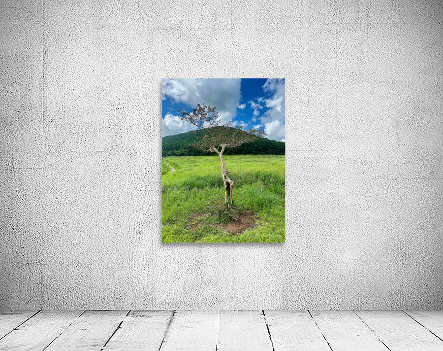 The Tree Jeju South Korea Wall Preview