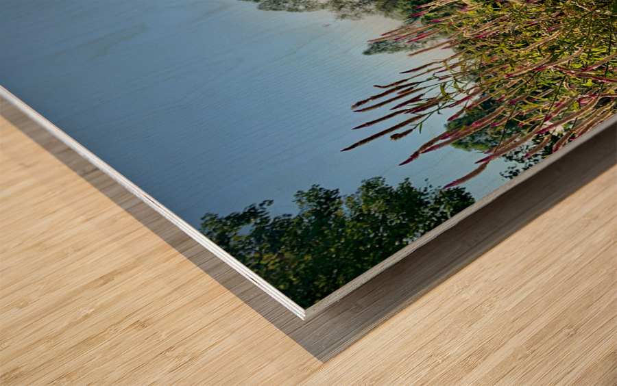 Kitty Overlooking the Garden Wood print