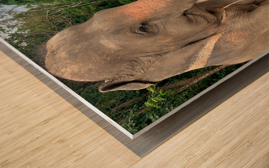 Elephant Trunk Sideways Wood print