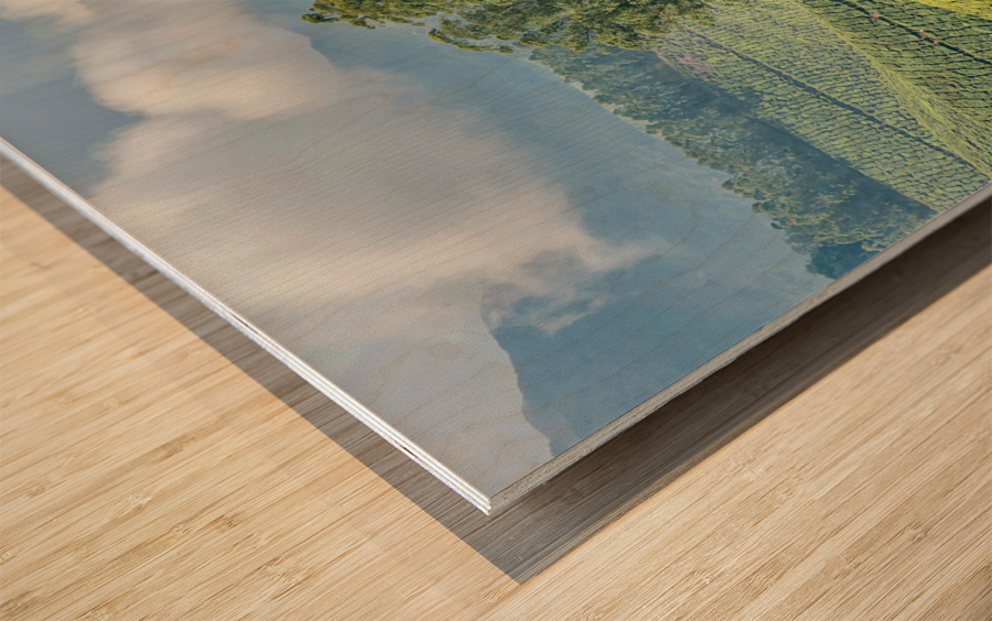 Trees Through the Tea Impression sur bois