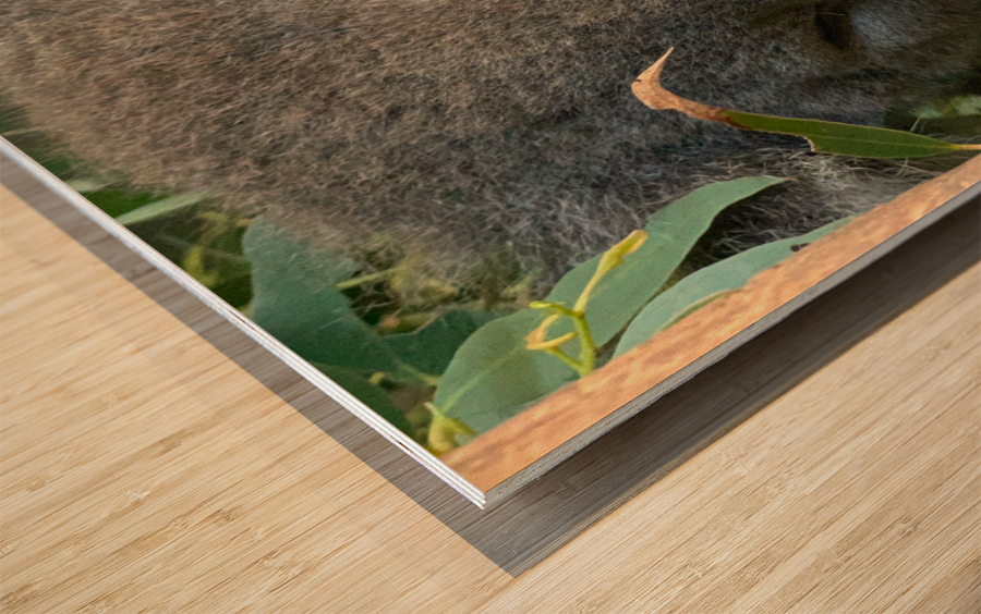 Sleep Well Koala Wood print