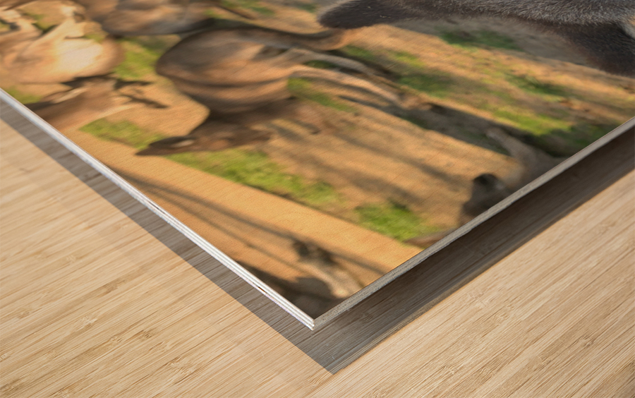 Kangaroo Selfie Wood print