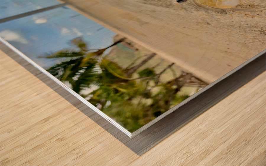 White Crab on the Beach Wood print