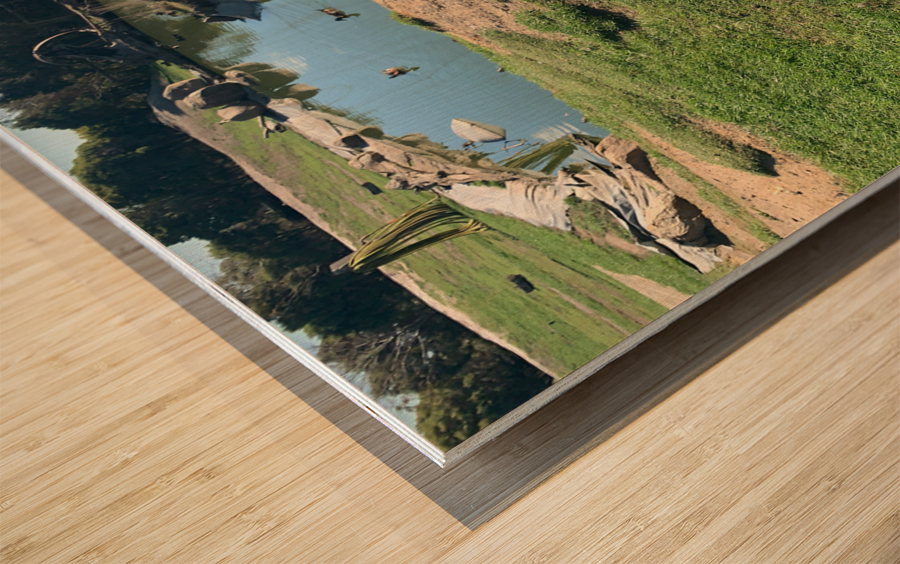 White Kangaroo Chilling Wood print