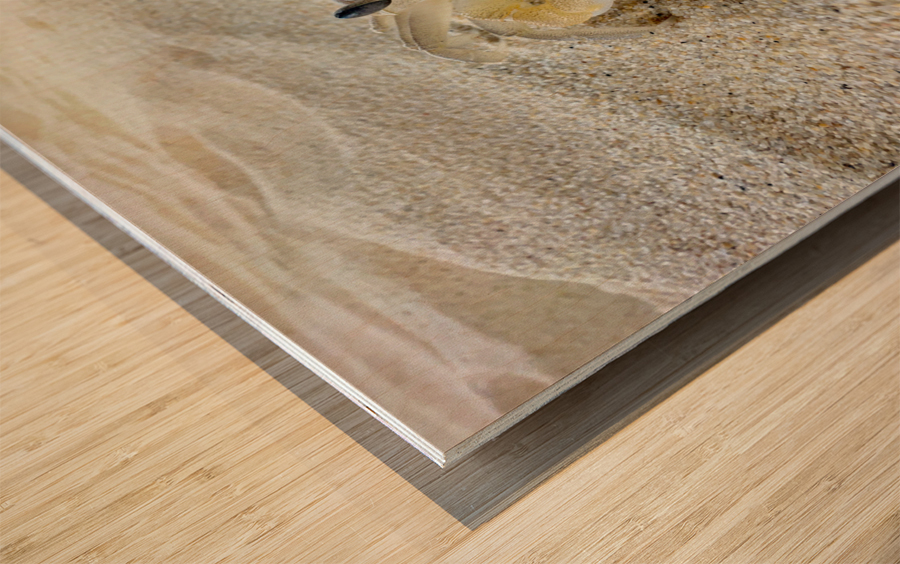 Crab on the Beach 2 Impression sur bois