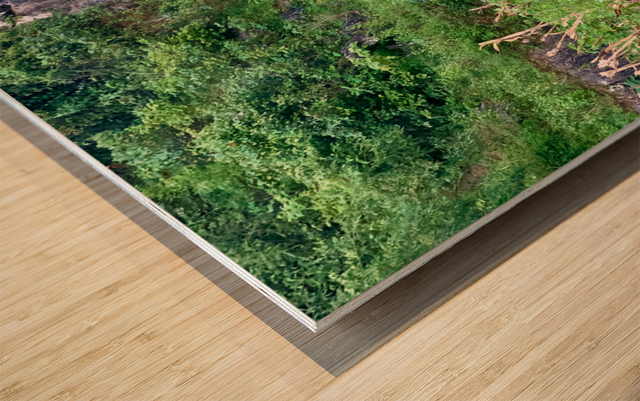 Wild Horse in the Field Wood print