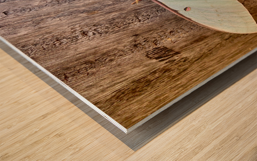 White Butterfly Wood print