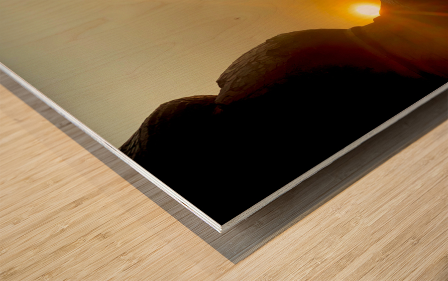 Enlightened Monkey at Sunset Wood print