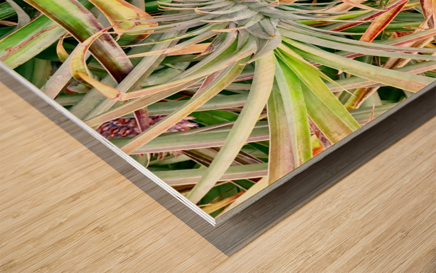 Pineapple Growing Impression sur bois
