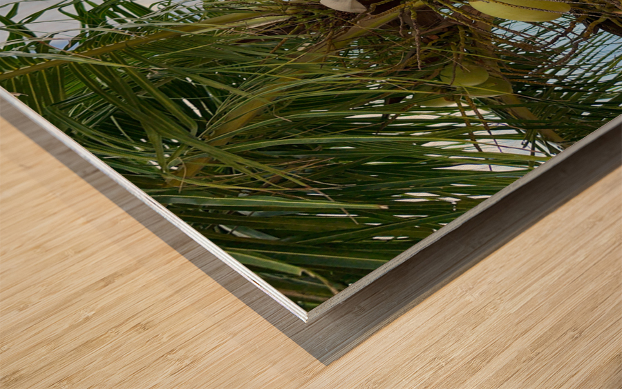 Cocunuts in the sky Wood print