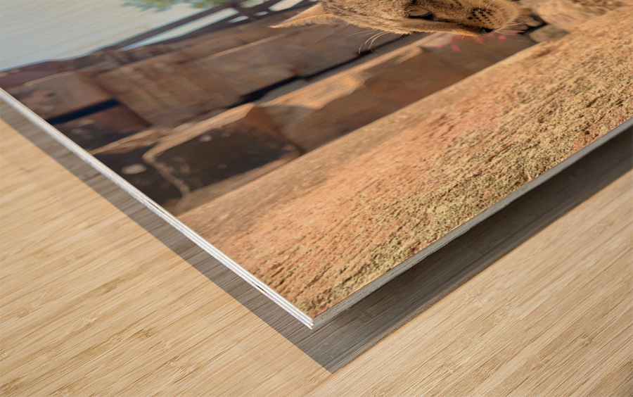 Cat Dreaming of the Future Wood print