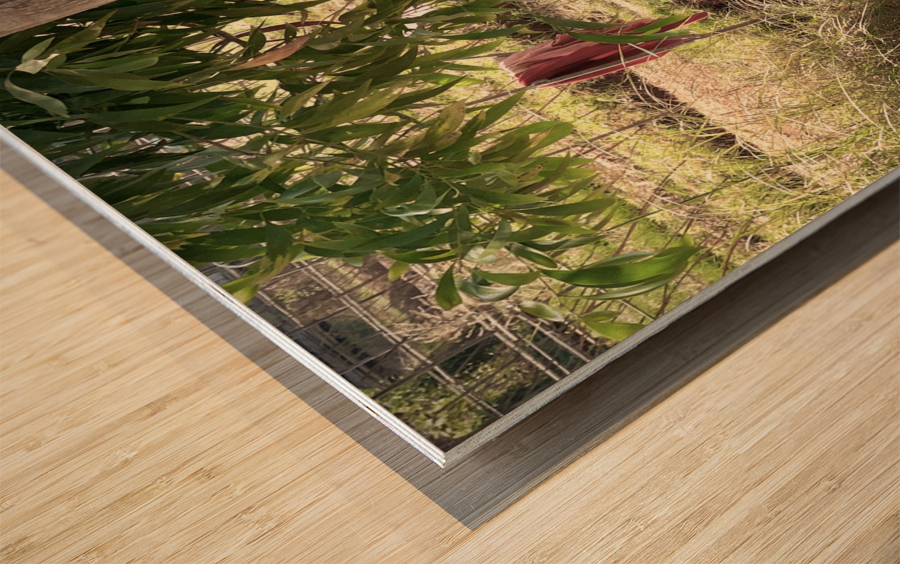 Lady Washing her Hair in the River Wood print