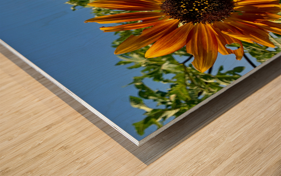 Sunflower View Wood print