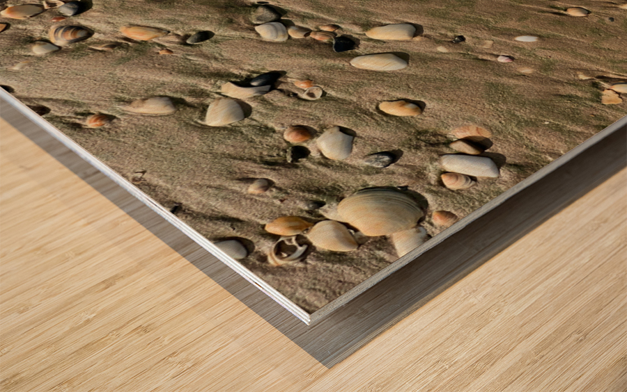 Seashells in the Sand Impression sur bois