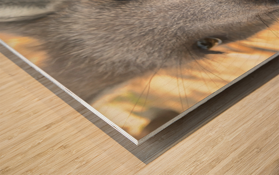 Kangaroo Close Up Wood print