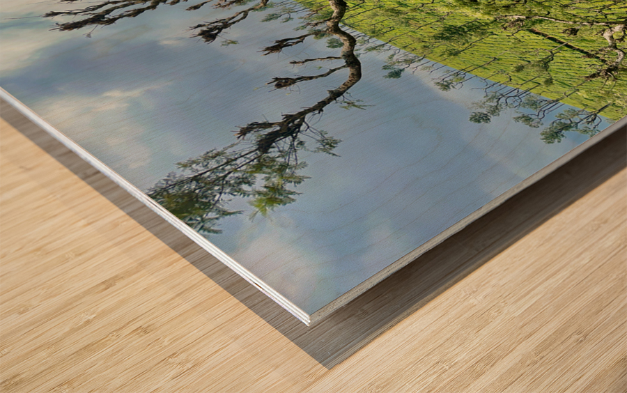 Trees in the Tea Plantations Wood print