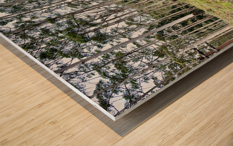 White Trees Wood print