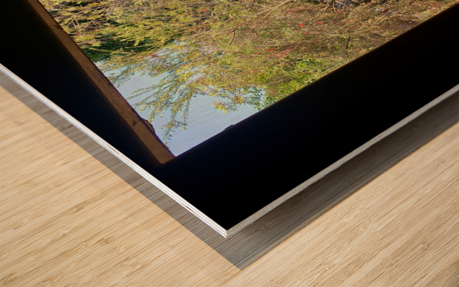 Tree by the Window 2 Wood print