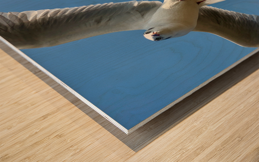 Seagull Look Wood print