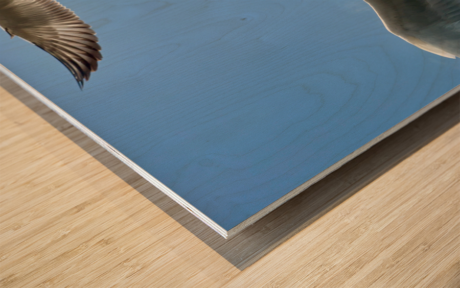 Seagull Look 2 Wood print