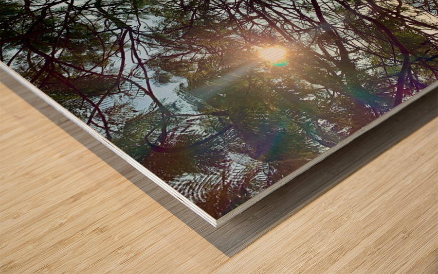 Sun Through the Tree Wood print