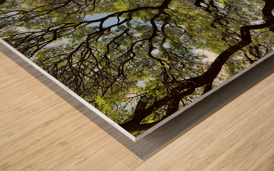 All the Branches Wood print