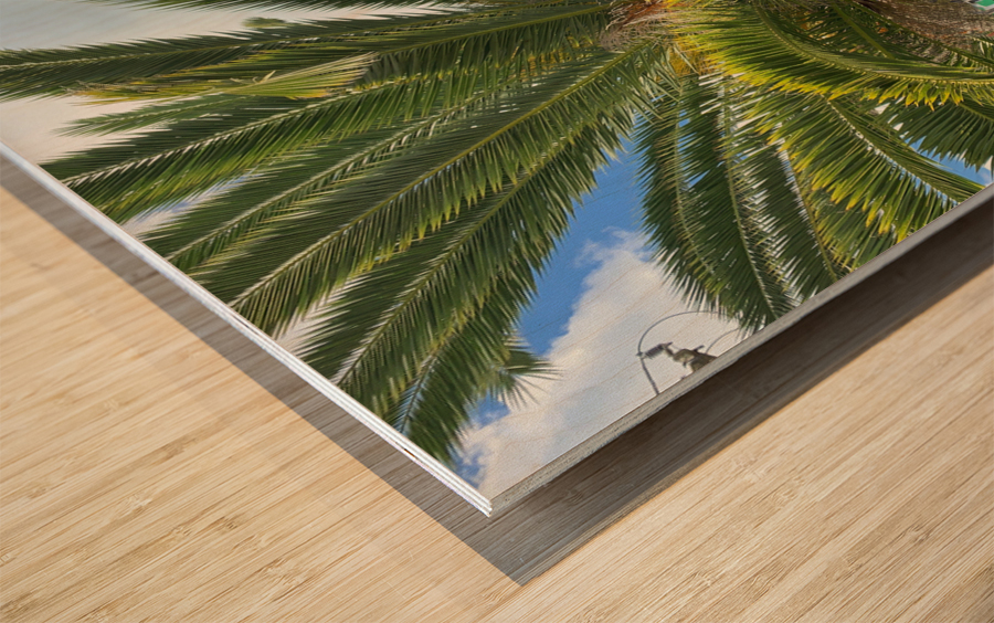 Baby Palm Tree Wood print