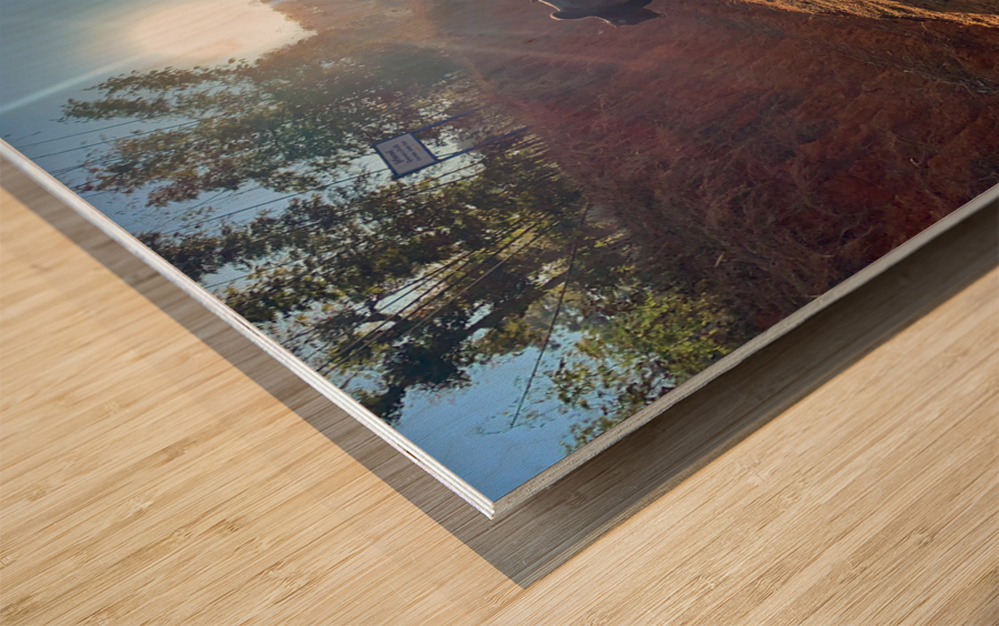 Cows in the Sun Wood print