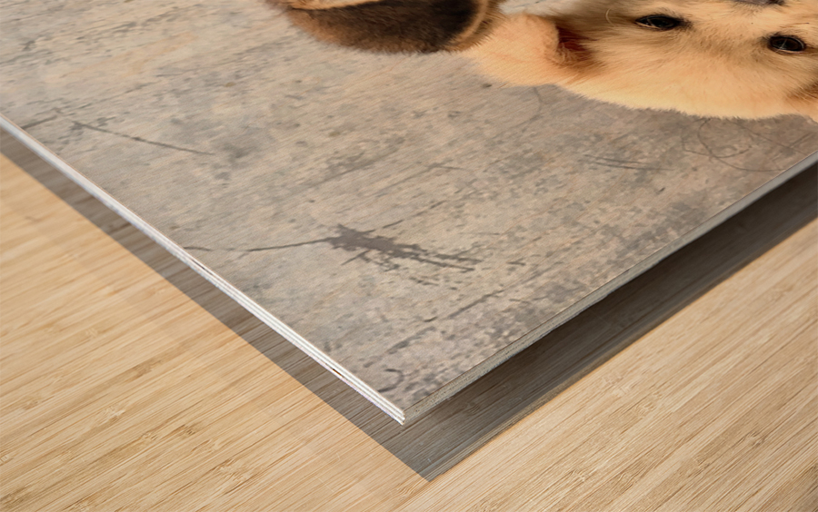 Give Me Some Room Puppy Wood print