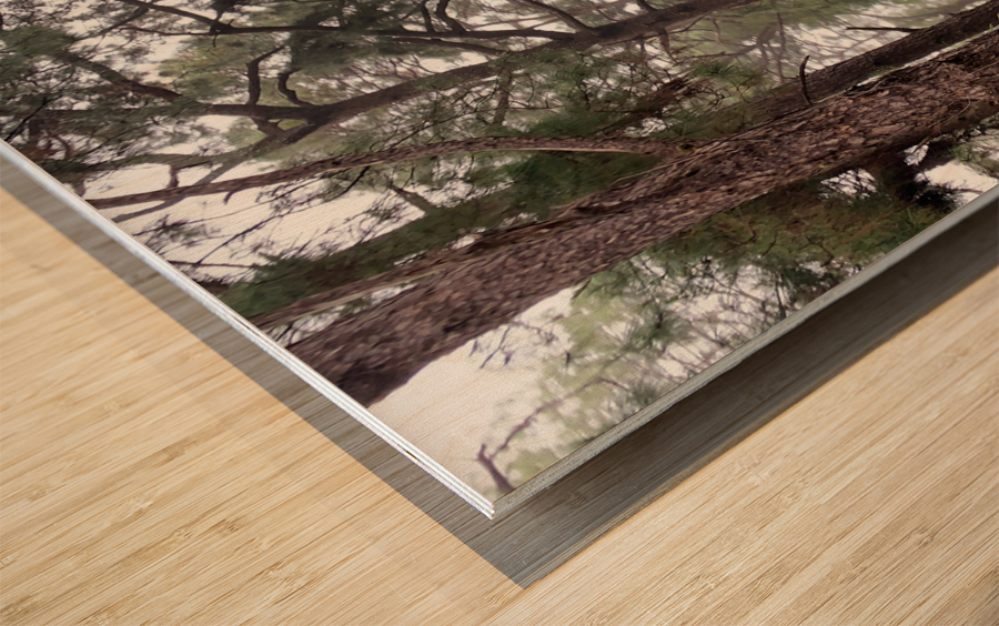 Trees of Mystery Wood print