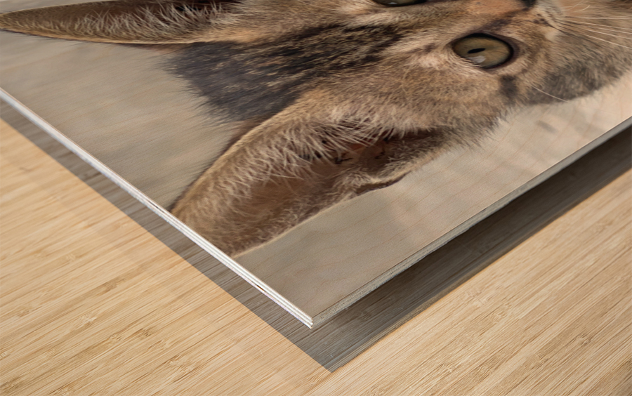 Cute Kitty 3 Wood print