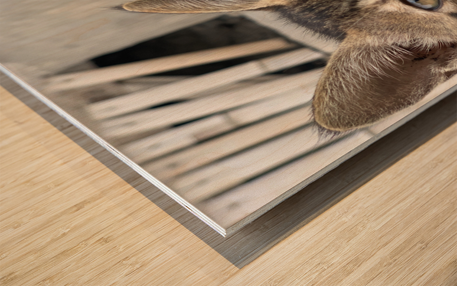 Cute kitty 2 Wood print