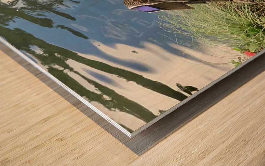 Duck Ready to Fly Wood print