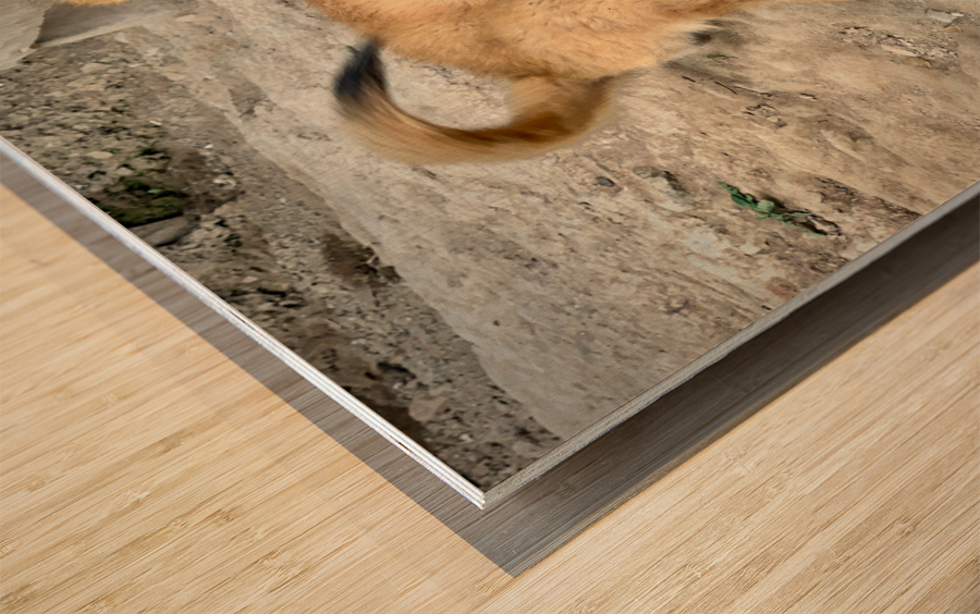 Cute Puppy Wood print