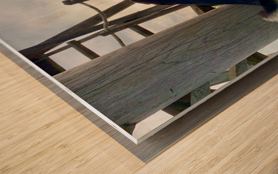 Dog Watching the Sunset Wood print